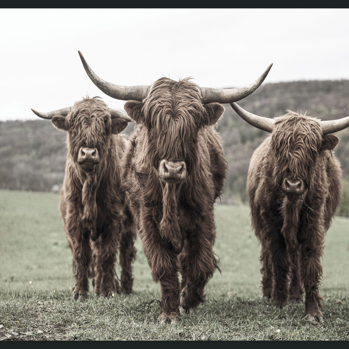 Highland - 48" x 72" Photography - Dark Brown