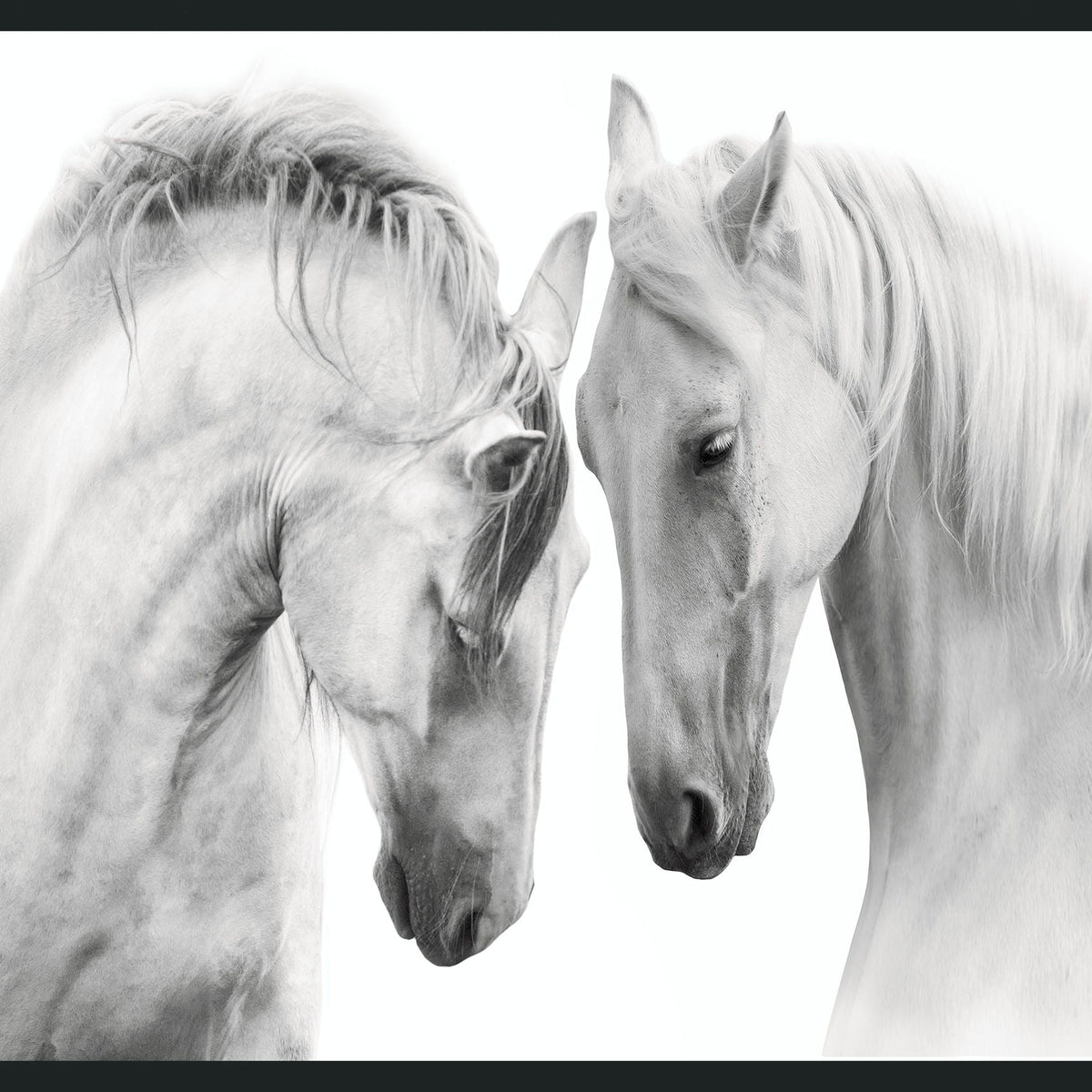 White - 48" x 72" Horses Photography - Gray