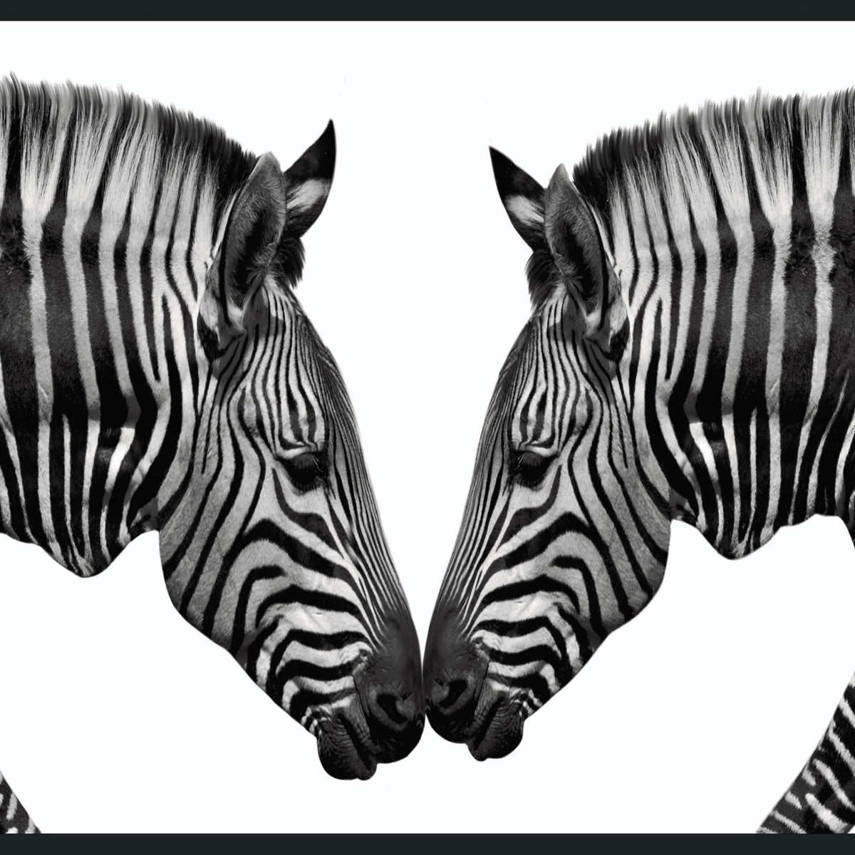 Zebras - 48" x 72" Photography - Black / White