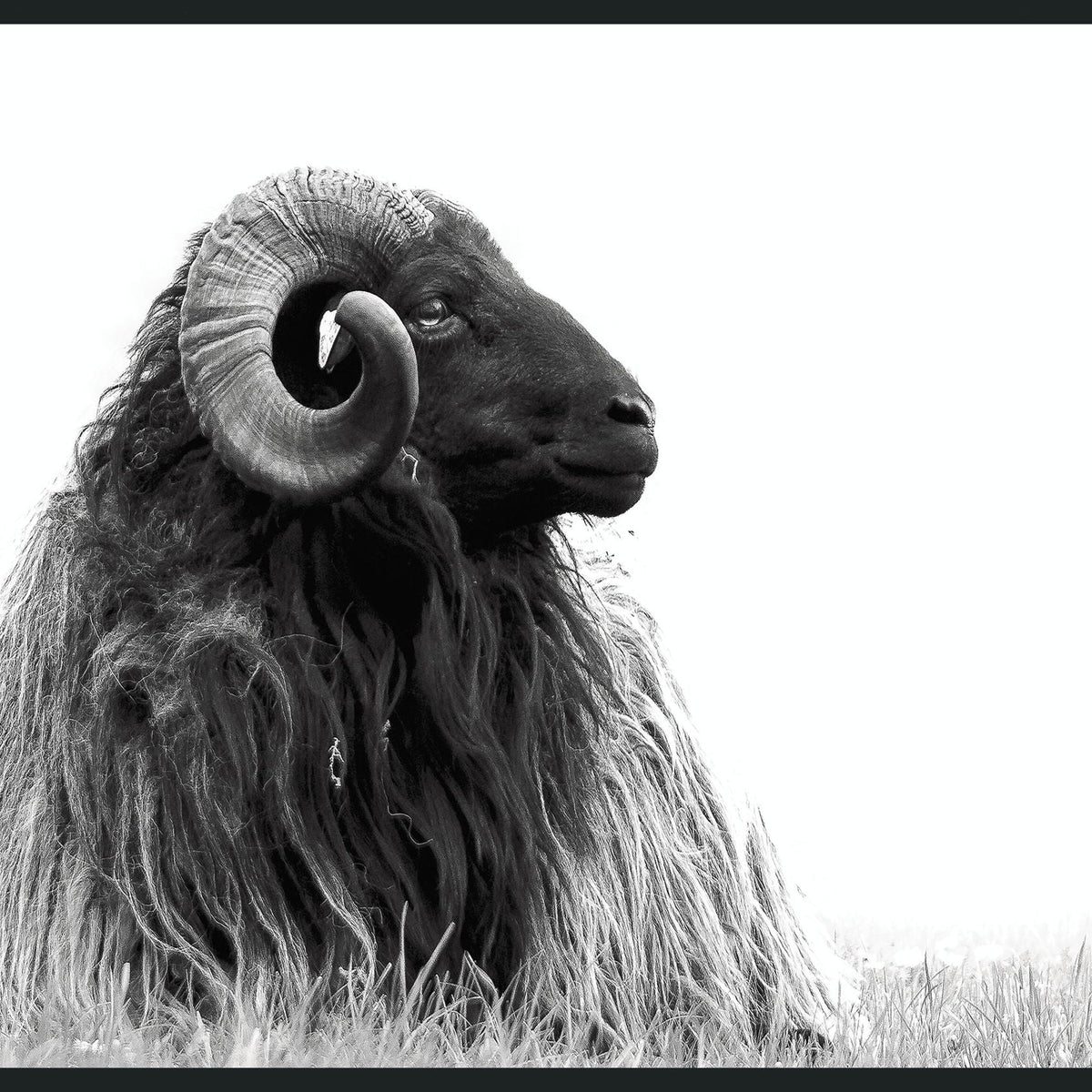 Horn - 48" x 72" Photography - Black / White
