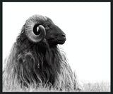 Horn - 48" x 72" Photography - Black / White