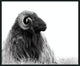 Horn - 48" x 72" Photography - Black / White