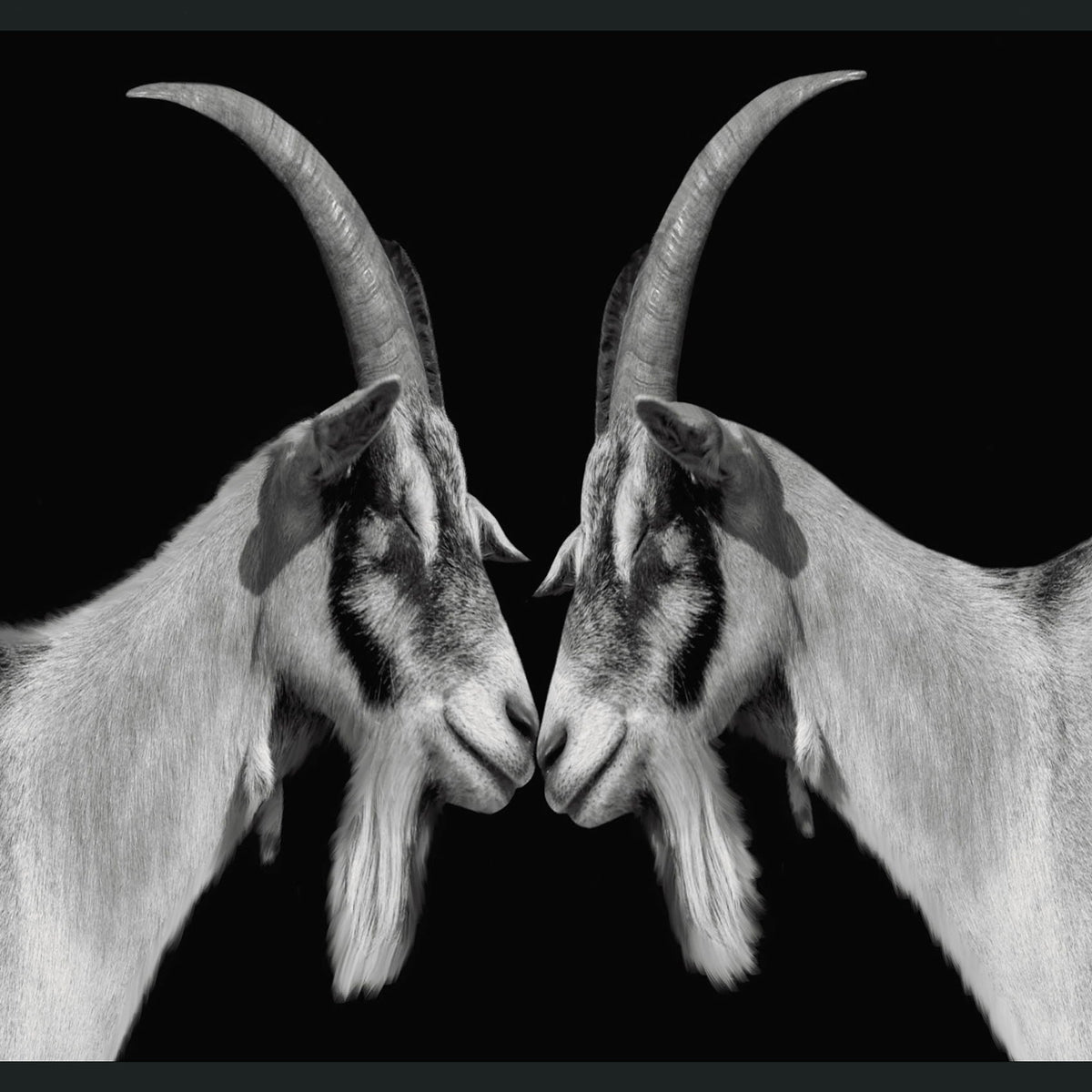 Goat - 48" x 72" Photography - Black