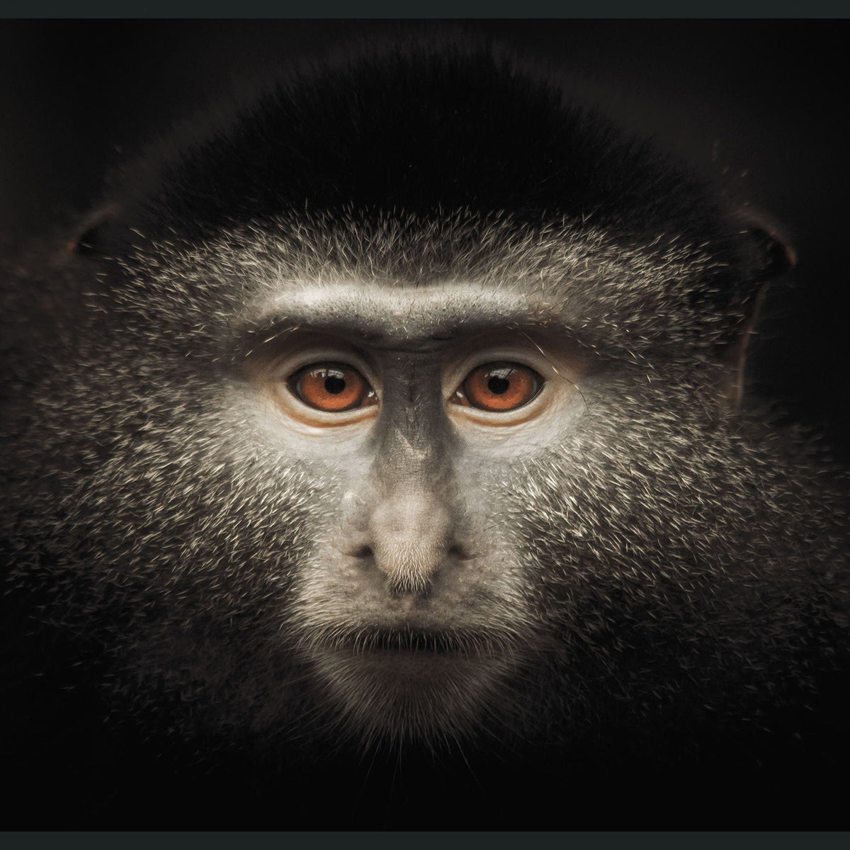 Monkey - 48" x 72" Photography - Black